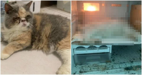 飼主家中的貓奄奄一息，過世的貓直接被丟在冰箱。（圖／翻攝李火山臉書，下同）