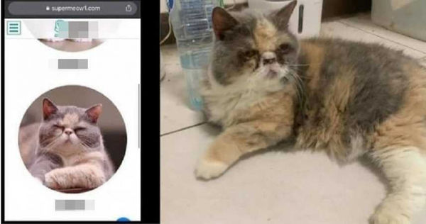 飼主用貓照片做為飼料宣傳照。（圖／翻攝《Dcard》）