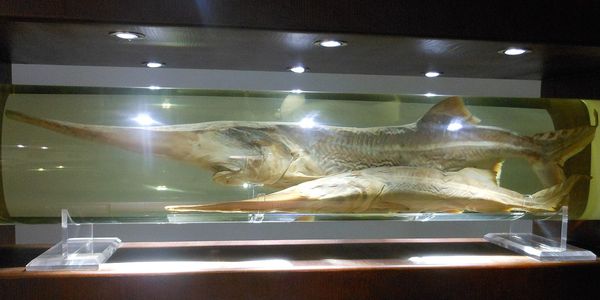 位在武漢中國科學院水生生物研究所的長江白鱘標本。（圖／翻攝自維基百科）