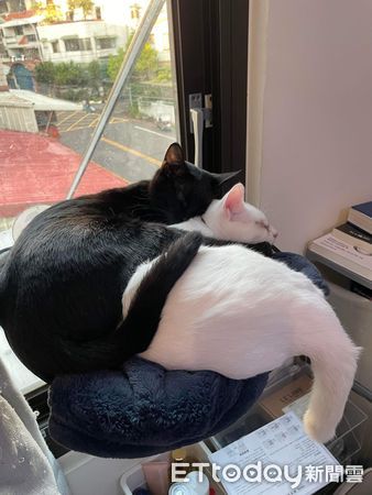 ▲飼主家中飼有2隻1黑1白的貓咪。（圖／網友馮鈺紋提供，請勿隨意翻拍，以免侵權。）
