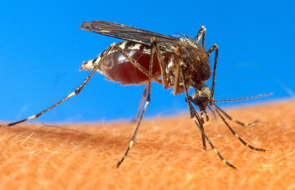埃及伊蚊（aegypti mosquito／Aedes aegypti）可能傳播切昆貢亞熱病毒。（圖／達志影像／美聯社）
