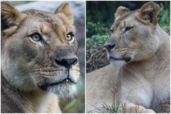 一頭17歲母獅阿基里被安排與公獅喬許「相親」，沒想到才見面沒幾分鐘就遭攻擊不幸死亡。（翻攝自伯明翰動物園臉書）