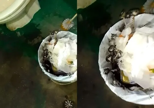 ▲▼屎有餘菇!水電師傅裝完冷氣借廁所 驚見「垃圾桶長出香菇」。(圖/翻攝自爆廢公社)