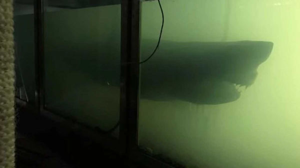 廢棄的動物樂園中，竟看到一隻「大白鯊」被遺留在水缸中。（圖／翻攝自Luke McPherson Youtube）