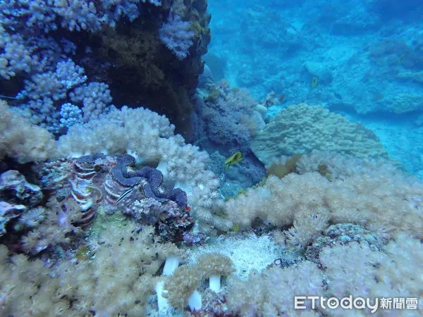 ▲台東縣府依漁業法開罰綠島施工廠商15萬元最重罰鍰。(圖/記者楊漢聲翻攝)