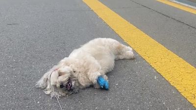 小白狗拒絕散步「假摔在地上翻滾」　賣萌裝體力透支：偶走不動啦～