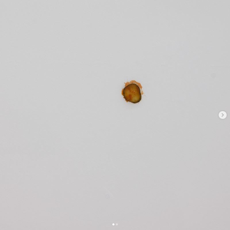 ▲▼紐西蘭Michael Lett藝廊展出的一片麥當勞「酸黃瓜」，作品要價1萬紐幣（約新台幣18.6萬元）。（圖／翻攝自IG／@michaellettgallery）