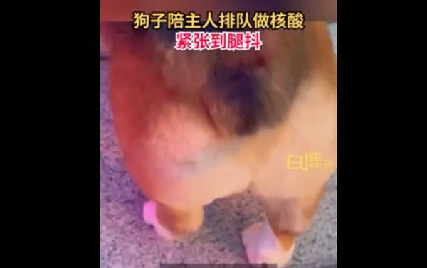 ▲▼狗狗陪主人做核酸,嚇到抖成電動臀 。(圖/翻攝 白鹿視頻)