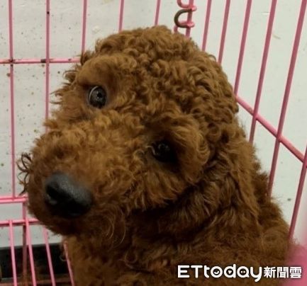 ▲322人搶養台南「18隻品種犬」中籤率5.6%　3隻老貴賓無人登記。（圖／台南市動物之家善化站提供）