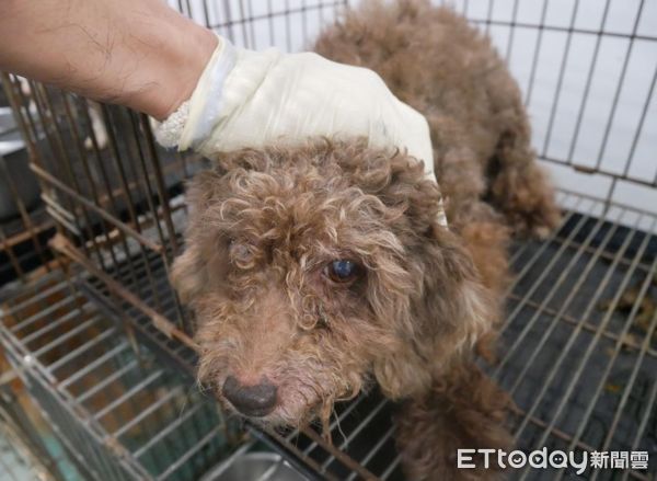 ▲322人搶養台南「18隻品種犬」中籤率5.6%　3隻老貴賓無人登記。（圖／台南市動物之家善化站提供）
