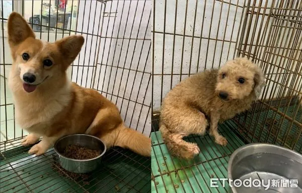 ▲322人搶養台南「18隻品種犬」中籤率5.6% 3隻老貴賓無人登記。(圖/台南市動物之家善化站提供)