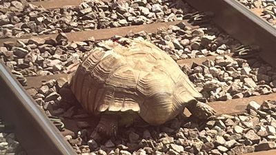 英國火車班次延誤1.5小時　全因鐵軌出現「50公斤的受傷蘇卡達象龜」