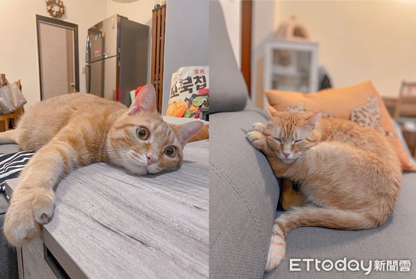 橘貓躺涼床壞掉。（圖／飼主Marco Chen提供）
