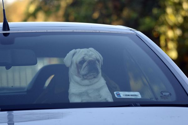 狗狗在車裡。（圖／CC0圖庫）