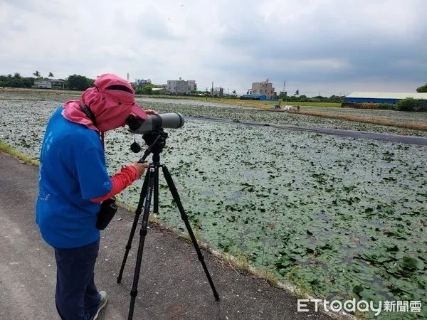 ▲2022年菱角鳥夏季繁殖調查,發現水雉族群數量穩定成長,數量達1622隻,相較去年增加了312隻。(圖/記者林悅翻攝,下同)