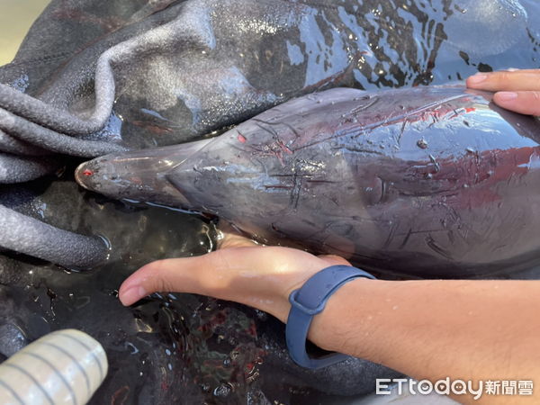 ▲▼約1公尺長的小「瓶鼻海豚」迷航大溪漁港，被撈起搶救。（圖／記者游芳男翻攝，下同）
