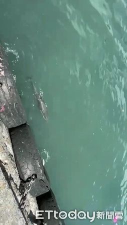 ▲▼約1公尺長的小「瓶鼻海豚」迷航大溪漁港，被撈起搶救。（圖／記者游芳男翻攝，下同）
