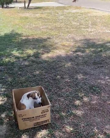 ▲▼不知道自己遭棄！　10個月小狗拒絕「離開紙箱」公園傻等主人。（圖／翻攝自The Dodo）