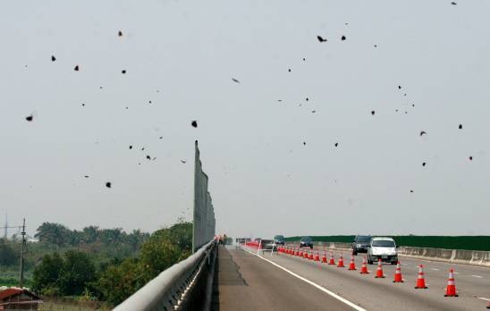 紫斑蝶飛越高速公路的景像。（圖／取自高速公路局網站）
