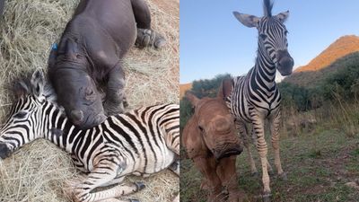 犀牛與斑馬寶寶「建立跨物種友誼」　相同遭遇牽情分：我們彼此依靠