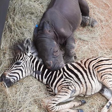 落難犀牛與斑馬變成好朋友。（圖／翻攝自Care for Wild Rhino Sanctuary）