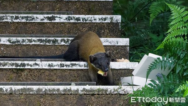 ▲遇山中精靈黃喉貂下秒被抓腿　她心碎「是隻討食小狗」曝動物悲歌。（圖／粉專「捕捉野生的李歐那」提供，請勿隨意翻拍，以免侵權。）