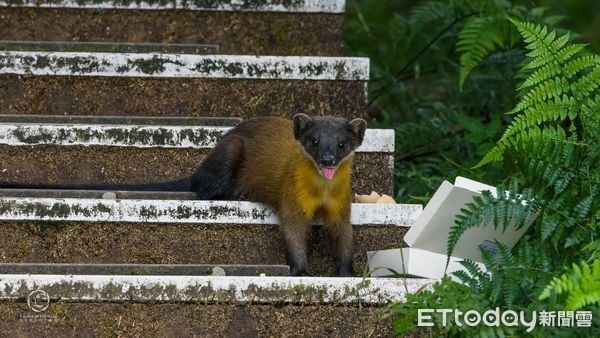 ▲遇山中精靈黃喉貂下秒被抓腿　她心碎「是隻討食小狗」曝動物悲歌。（圖／粉專「捕捉野生的李歐那」提供，請勿隨意翻拍，以免侵權。）