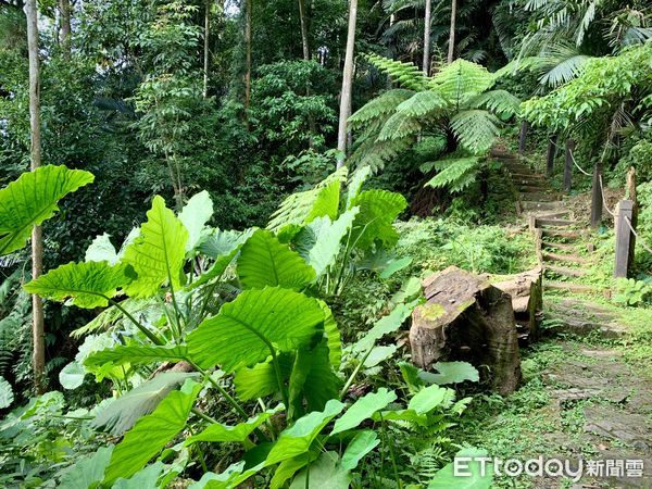 ▲五指山猴洞步道內有一處「奇岩巨石一線天」,五指山橫向步道,猴洞一線天。（圖／記者彭懷玉攝）