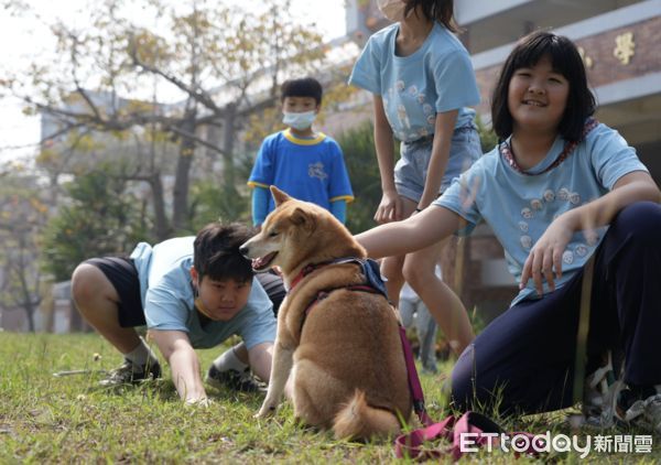 ▲50公分視角教孩童！「柴犬小米」走遍台灣10萬公里　感謝狀像山一樣高。（圖／粉專「Travel of Rice 小米遊記 」提供，請勿隨意翻拍，以免侵權。）