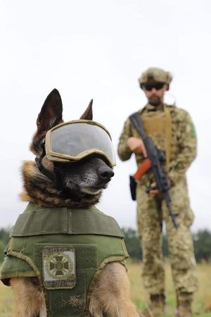 ▲▼烏克蘭警犬裝備升級「比俄軍人更精良」　烏國防部公開感謝捐贈者。（圖／「烏克蘭國防部」推特）