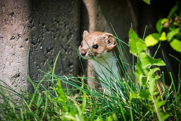 黃鼠狼。（圖／取自CC0圖庫）