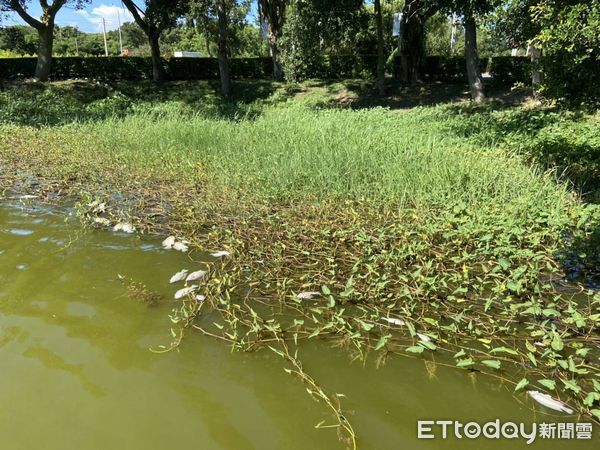 ▲▼疑天氣太熱，金門水庫大量魚群暴斃。（圖／記者林名揚翻攝）