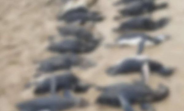 心碎畫面曝光！遷徙遇強烈颶風　近600隻企鵝屍體被巨浪沖上沙灘。（圖／翻攝自Twitter）