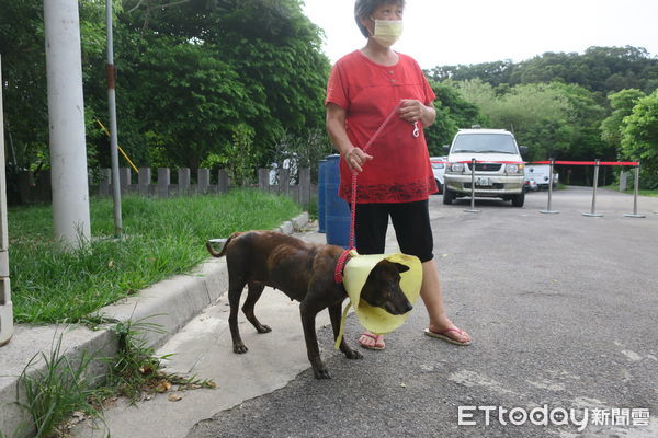 ▲老狗「下腹出現腫塊」變大還血尿　新北愛爸著急找動保處求救。（圖／新北是動物保護處提供。）