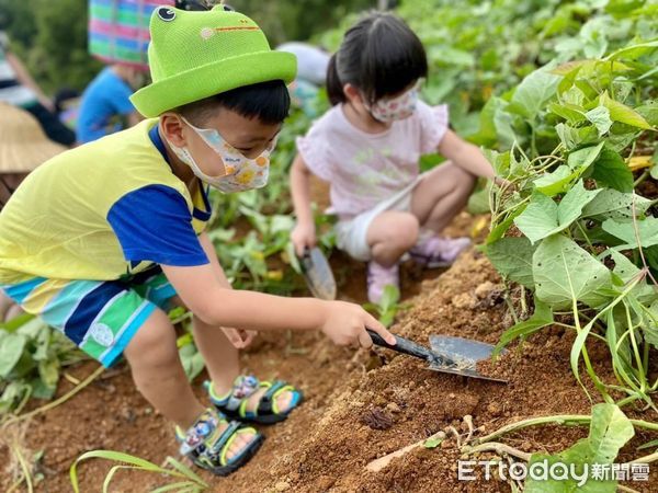 ▲▼  金山甘藷季  。（圖／記者戴上容翻攝）