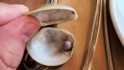 出遊吃飯咬到「蛤蜊裡1硬物」　定睛一看竟是稀有紫色珍珠！