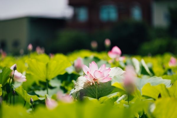 ▲2022桃園蓮花季