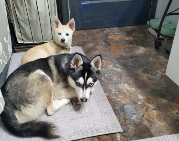 傑克(Jack)和蘋果(Apple)闖禍,將主人中獎的彩券咬爛。(翻攝自推特@wpdeabc15)