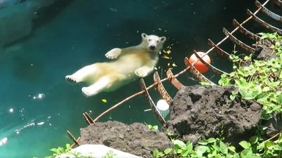 北極熊「享受飄飄河消暑」表情Chill翻　網療癒至極：浮力熊熊浮力
