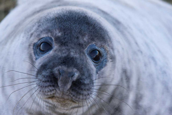 最後小海豹被動物保護員帶回海洋中。（示意圖／翻攝自pixabay）