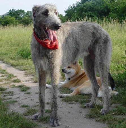 ▲▼ 愛爾蘭獵狼犬是「世界上最高的狗」。（圖／翻攝自維基百科）