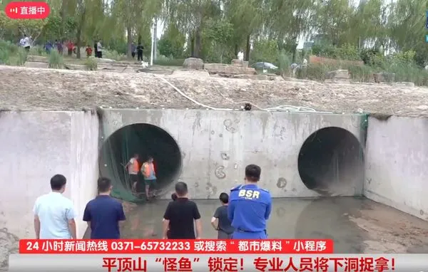 ▲▼ 抽乾湖水抓一條鰐雀鱔,屬外來入侵物種。 。(圖/翻攝 都市報導)