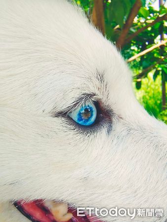 ▲Lisa有著一雙美麗藍色雙眼。（圖／Instagram／doge.0311授權使用，請勿隨意翻拍，以免侵權。）