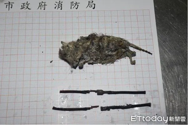 ▲火調課人員查出透天宅大火的凶手,在飲水機發現老鼠焦屍及被咬破電線。(圖/桃園市政府消防局提供)
