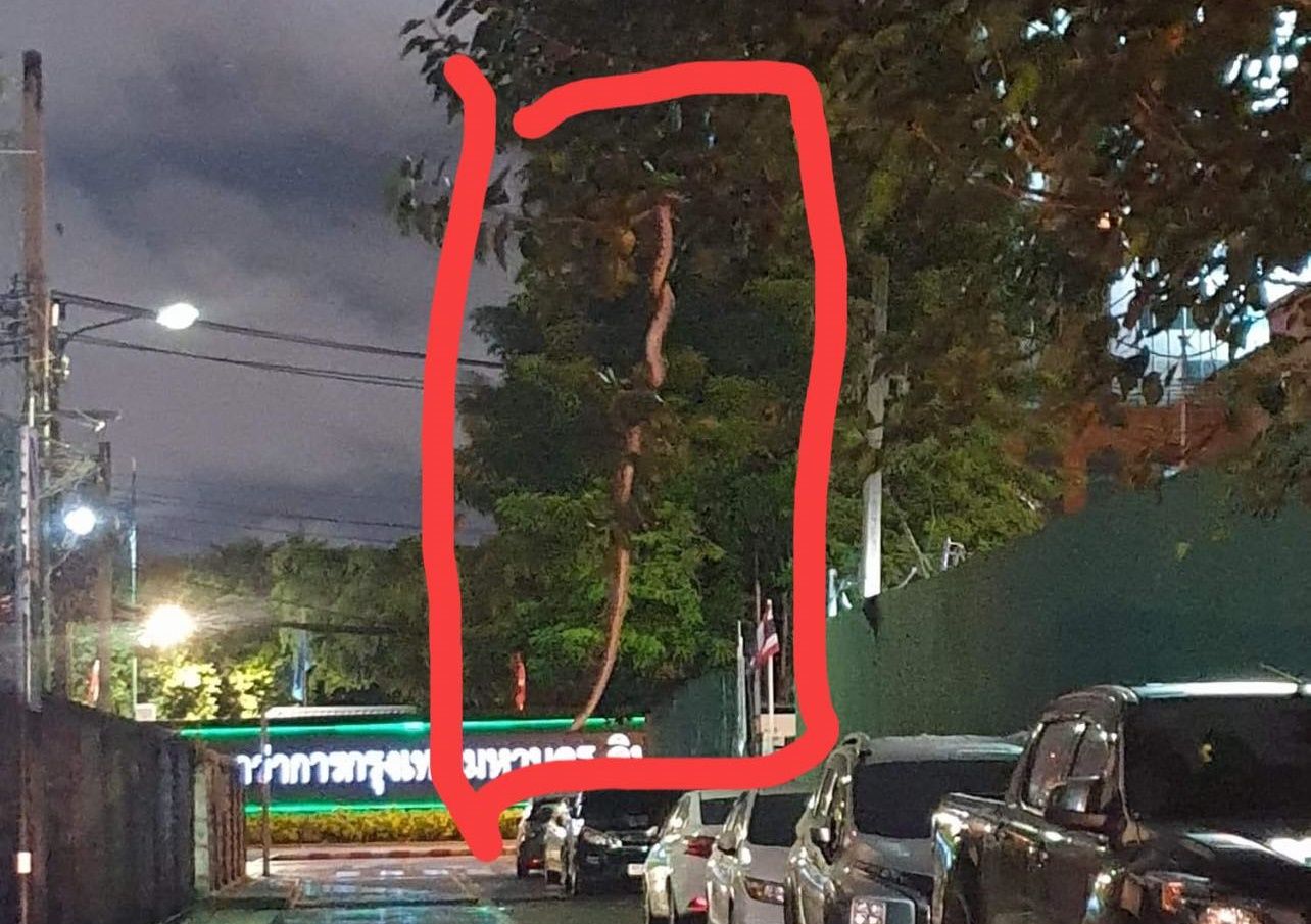 ▲▼泰國首都曼谷街頭出現驚悚一幕，4公尺巨蟒懸掛樹上。（圖／翻攝自臉書）