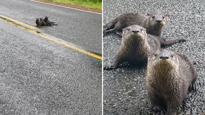 以為泥土堆！3隻「迷途水獺寶」傻待路中央　她幫指揮過馬路：去找馬麻