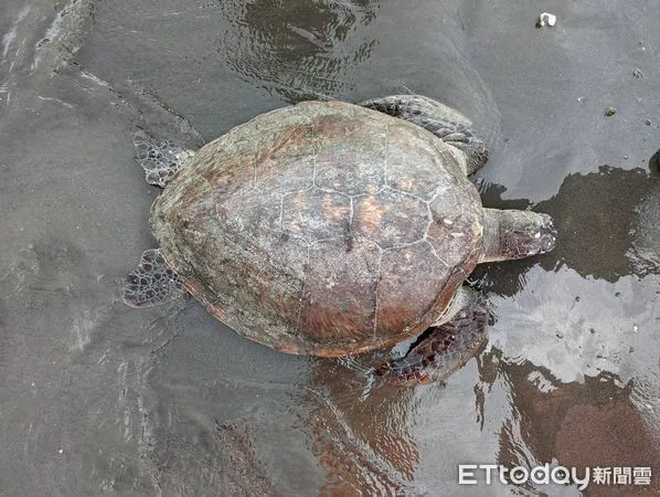 ▲安平商港北堤海灘處發現1隻活體海龜擱淺,經通報海巡等單位積極救援,後續由國立海洋生物博物館派員帶回安置。(圖/記者林悅翻攝,下同)