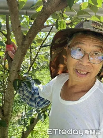 ▲苗栗梨農劉申權花了20年研發的寶島甘露梨,卻被偷接搶種 。(圖/劉申權提供)