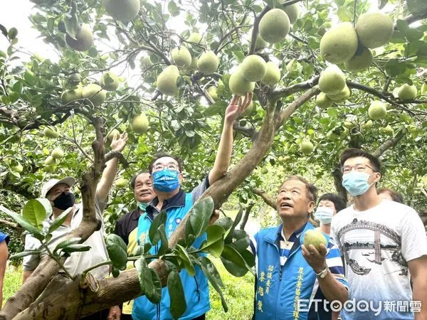 ▲▼謝福弘(中)4日一早到西湖鄉文旦柚產地,推出農產加工平台政見。。(圖/謝福弘競選總部提供)