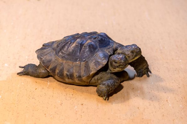 ▲雙頭烏龜雅努斯喜迎25歲生日。（圖／翻攝自Muséum d`histoire naturelle）
